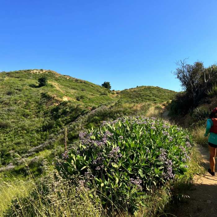 Near Oak Springs Loop