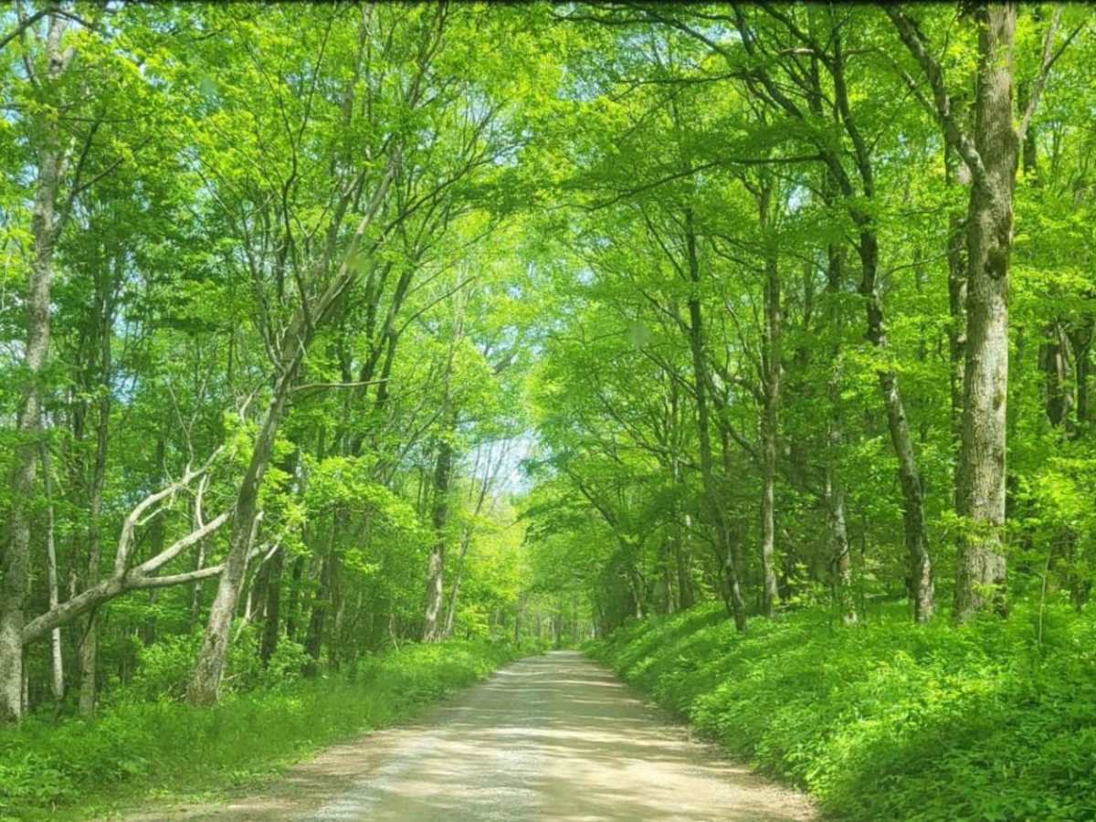 Old CCC Camp Road photo 4