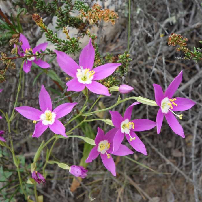 Near Duck Pond Connector Trail
