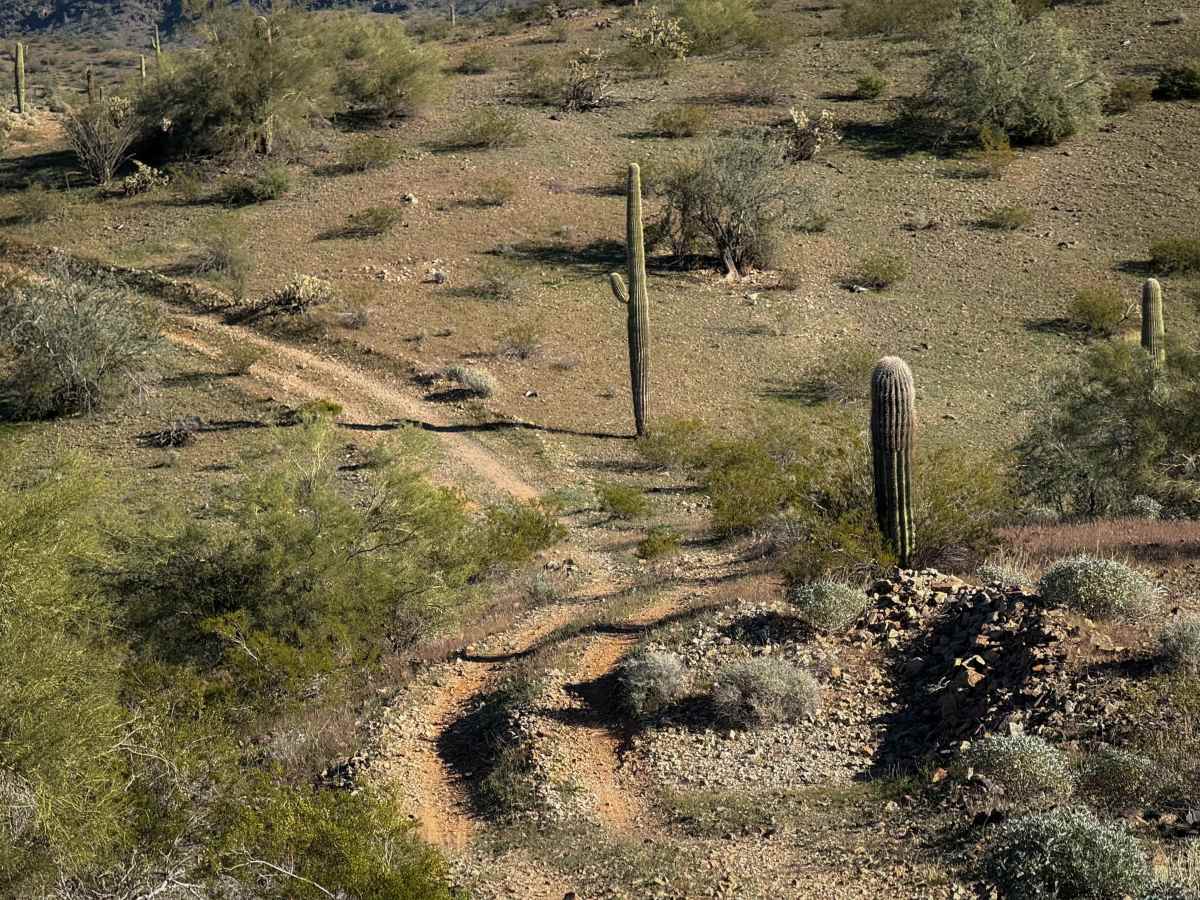 Saguaro Ridge  trail photo