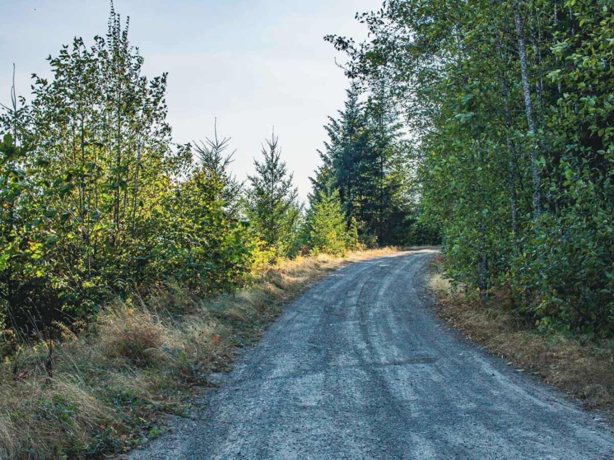 Cougar trail photo