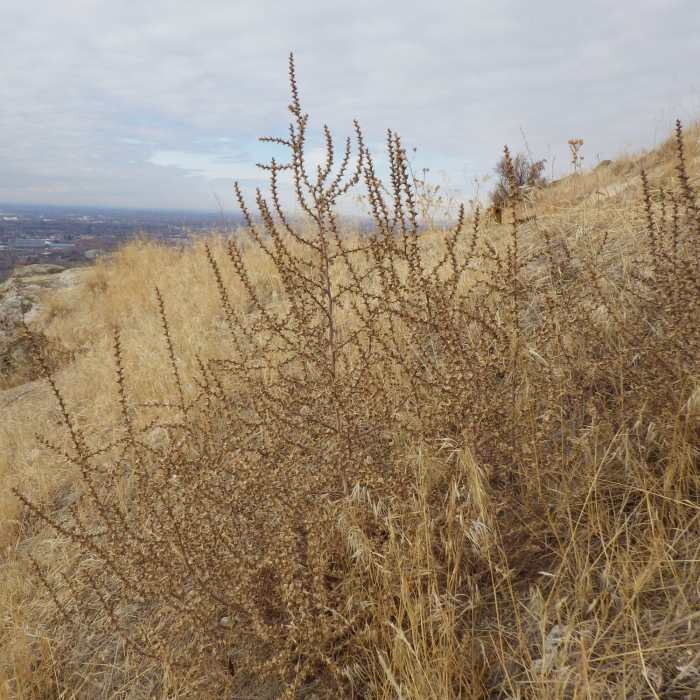 Near Table Rock Quarry Trail - Trail #17