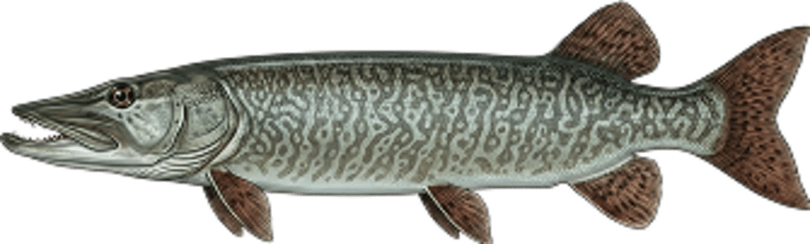 Tiger muskellunge