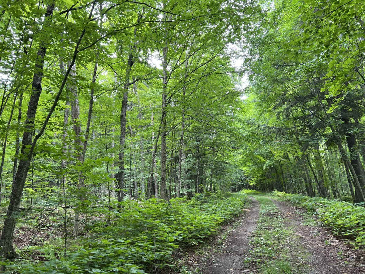 FS 3924 trail photo