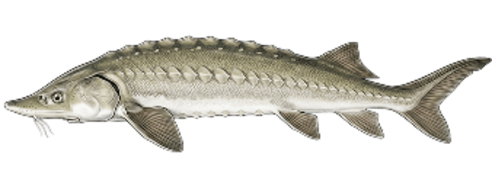 Sturgeon