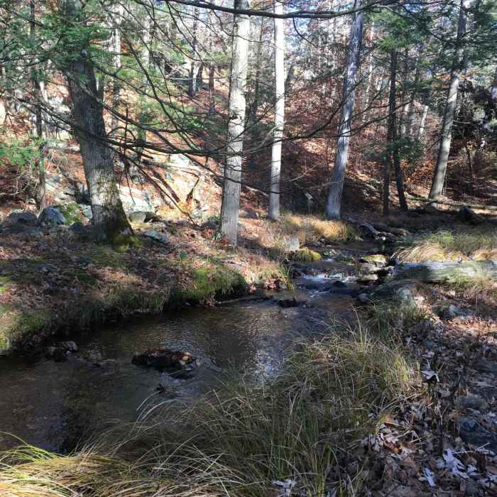 Near Black Ash Mountain Loop