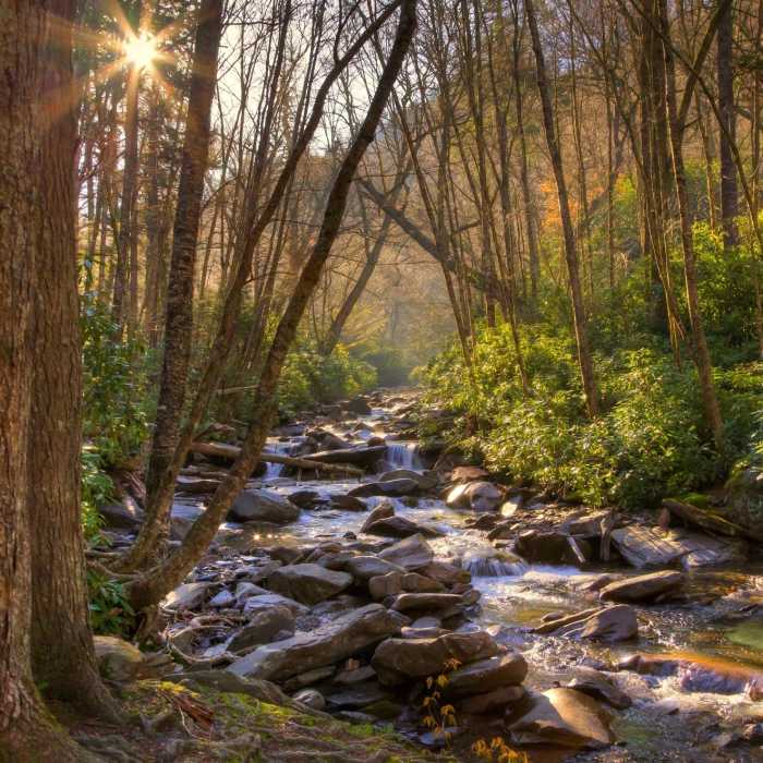 Stream in the Smoky Mtns. Near Alum Cave