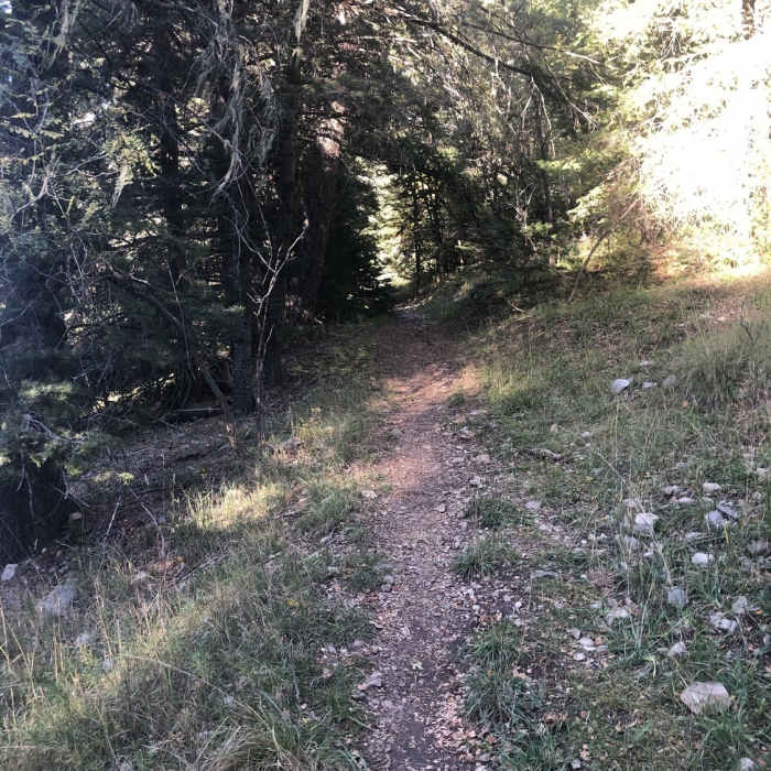 Near Osha Trail (T10)