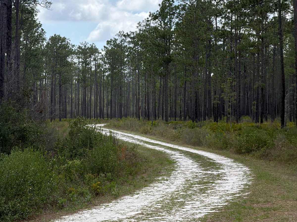 High Hill Creek - FS 316 trail photo