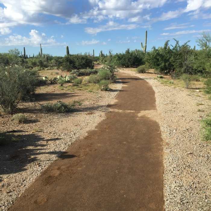 Near Cactus Forest Trail