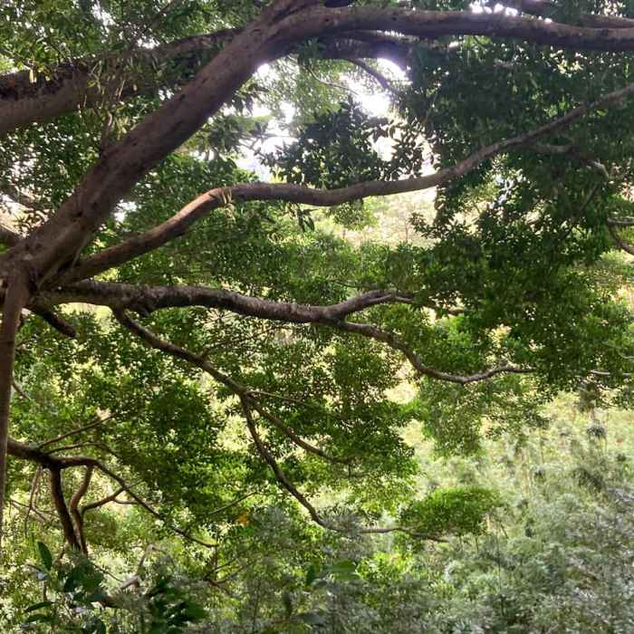 Near Pauoa Flats Lookout from Lyon Arboretum