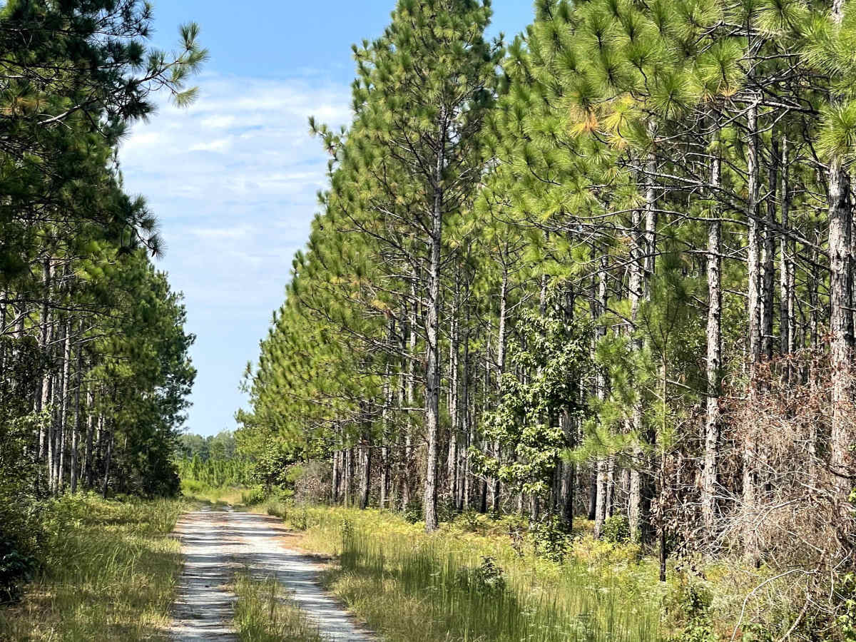 Ella Mae Road photo 2