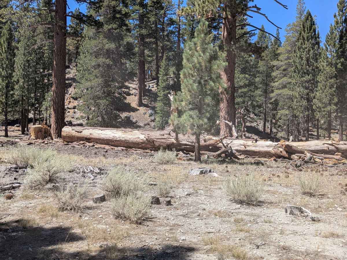 Forest Service Road 2S2111 photo 5