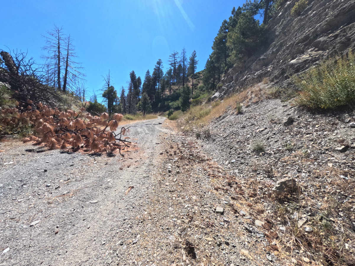 Markham Ridge - FS 21N06 trail photo