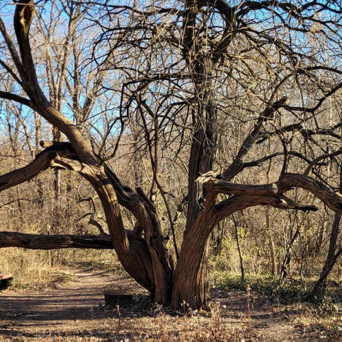 Osage Orange tree just off Truman's Walk Trail on a spur to the edge of the park. Near Truman's Walk