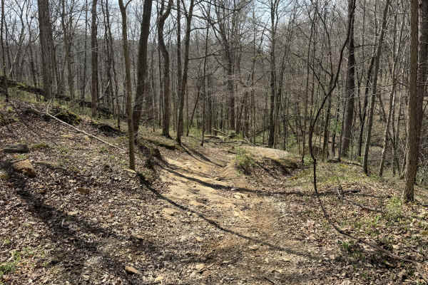Bear Top Loop