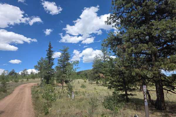 Mistletoe Road - FS 244