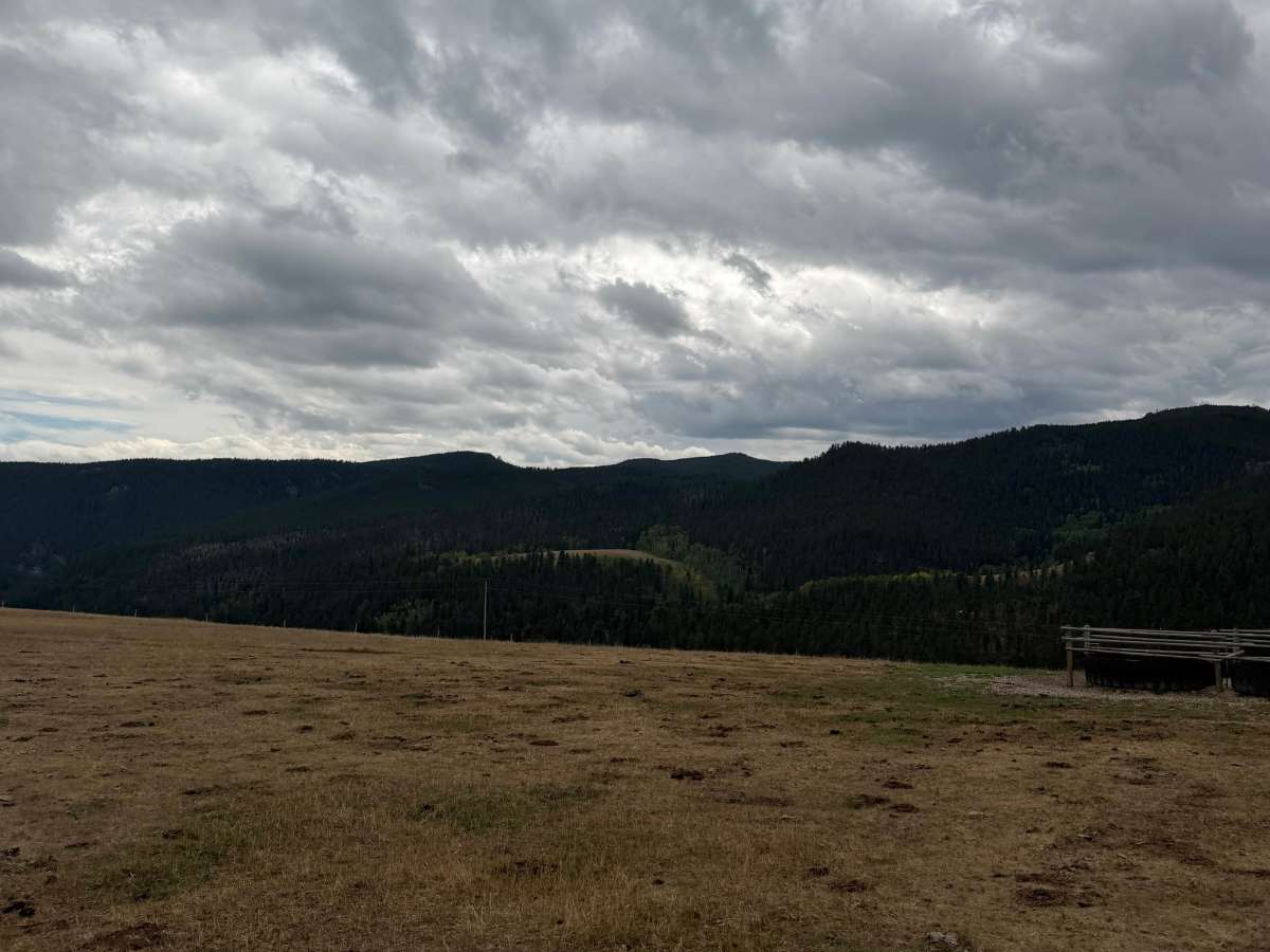 Grouse Mountain Meadow  photo 3