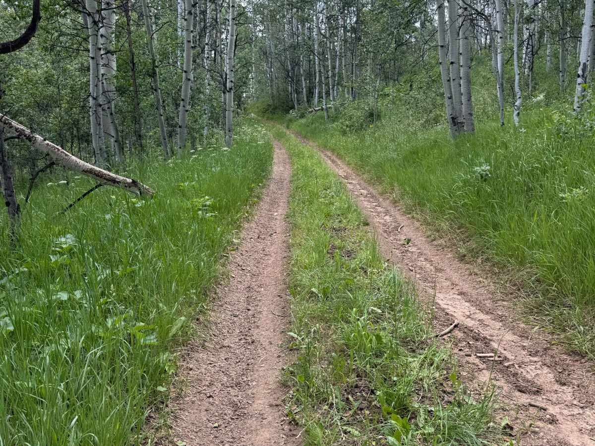 FS 519 trail photo