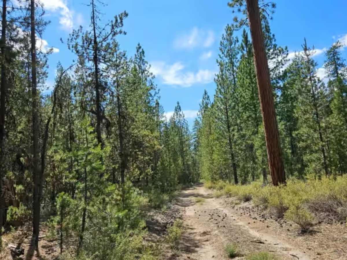 FS 2121550 trail photo