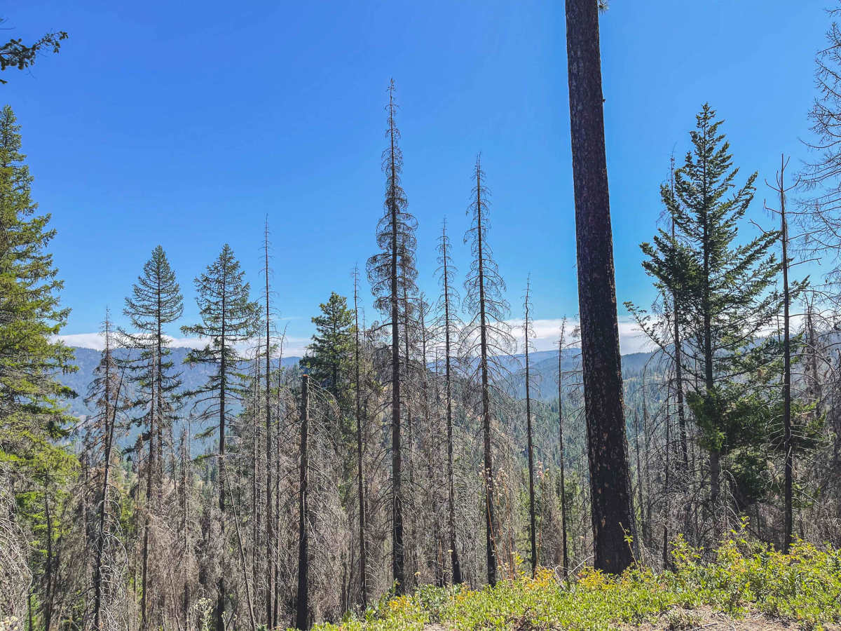 Swamp Creek Trail photo 2