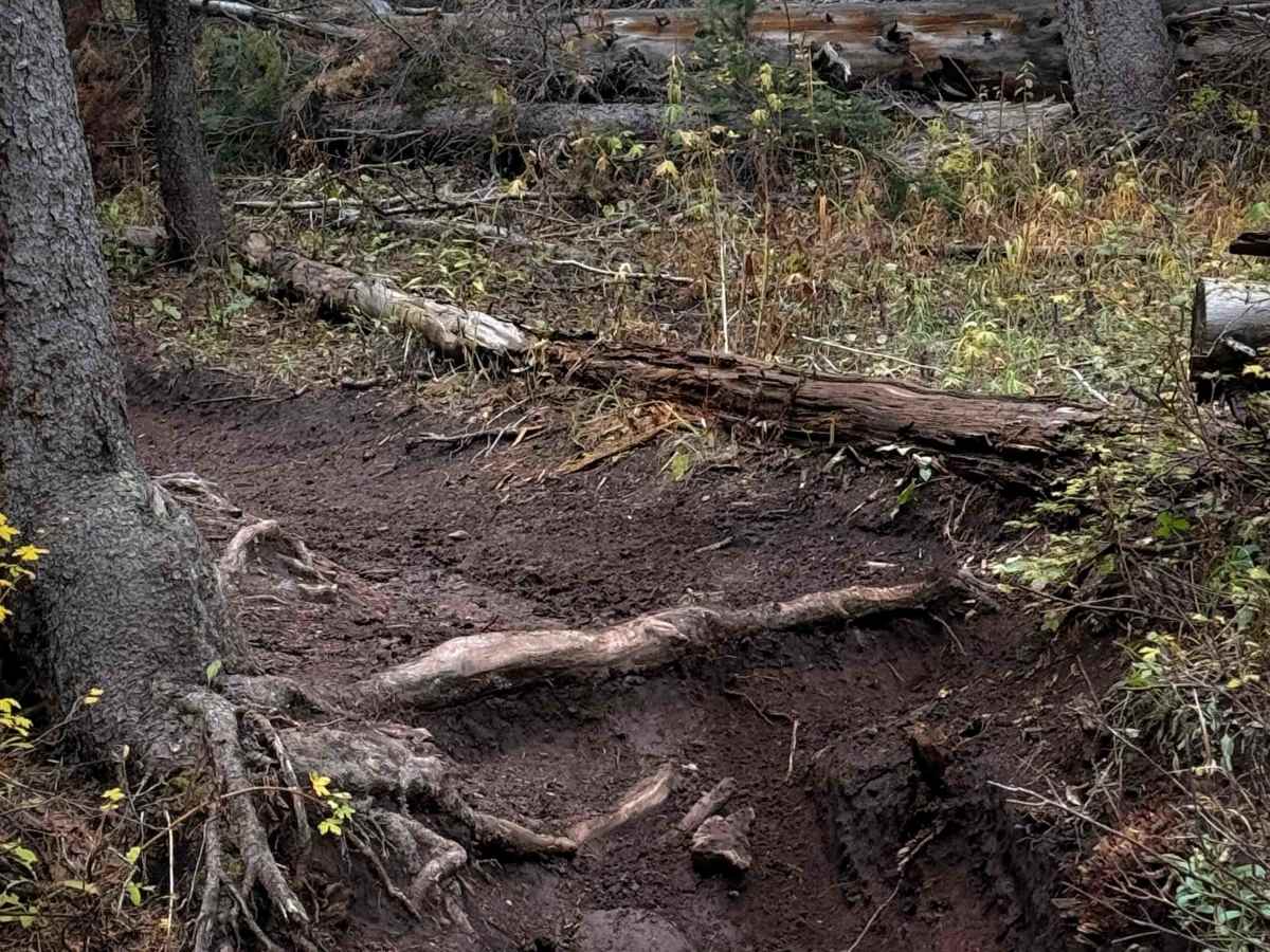 Waterfall Creek Trail - FS 555  trail photo