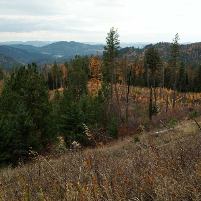 Near Trail #257 South/Carlin Connector Loop