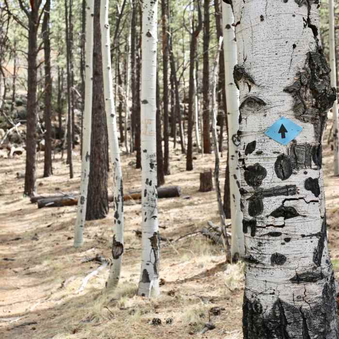 Near Gooseberry Springs Trail to Mount Taylor