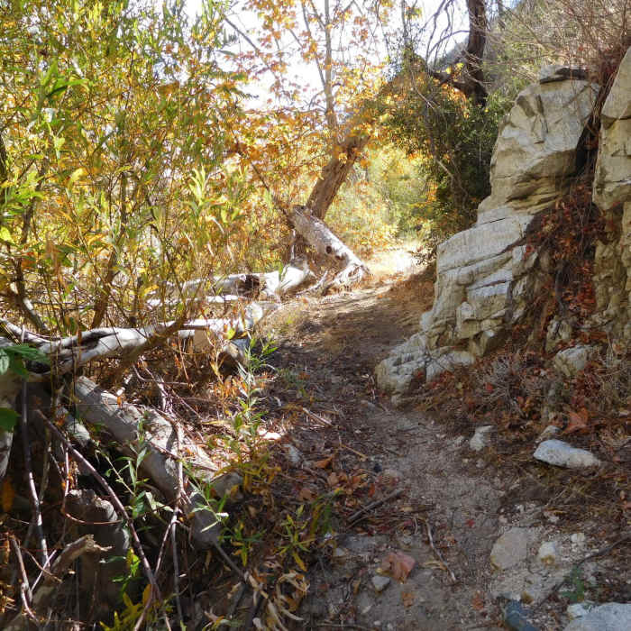 Canyon bottom with fall colors Near Devil's Canyon Trail #11W07