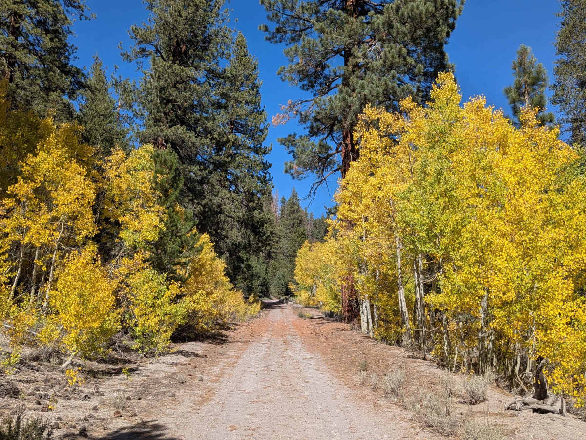Wall Mountain Springs Road trail photo