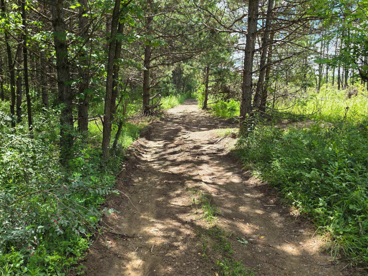 Single Track FF photo 3