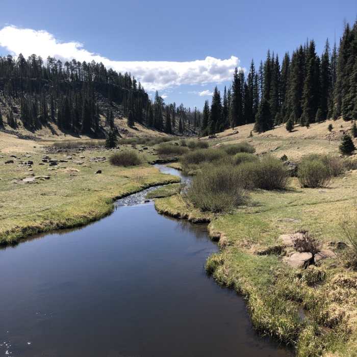 Near Thompson Trail #629