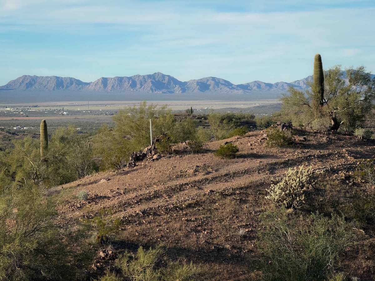 Cholla Garden  photo 3