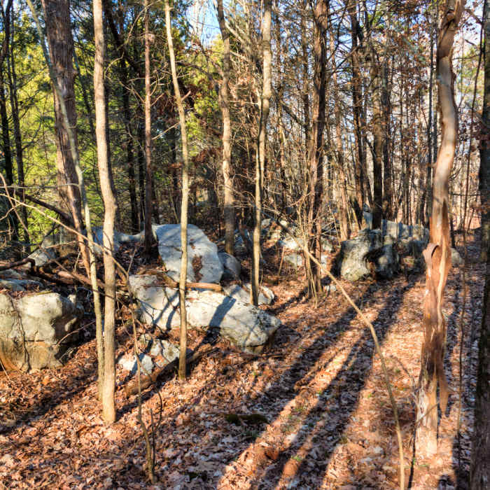 Near Bryant Grove Trail