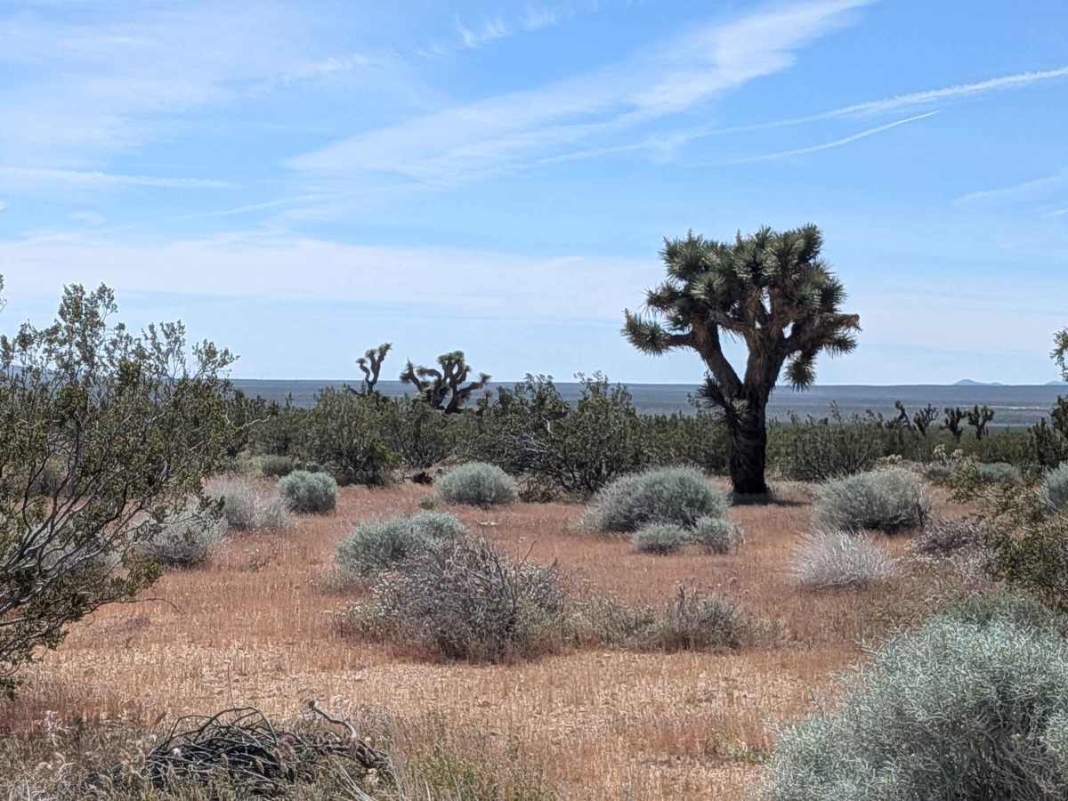 BLM LA2 Sage Canyon South photo 4