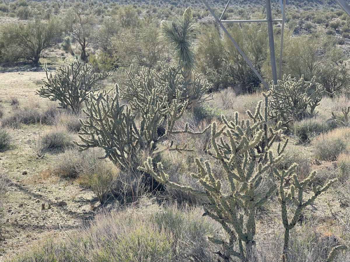 Another Powerline Road photo 5