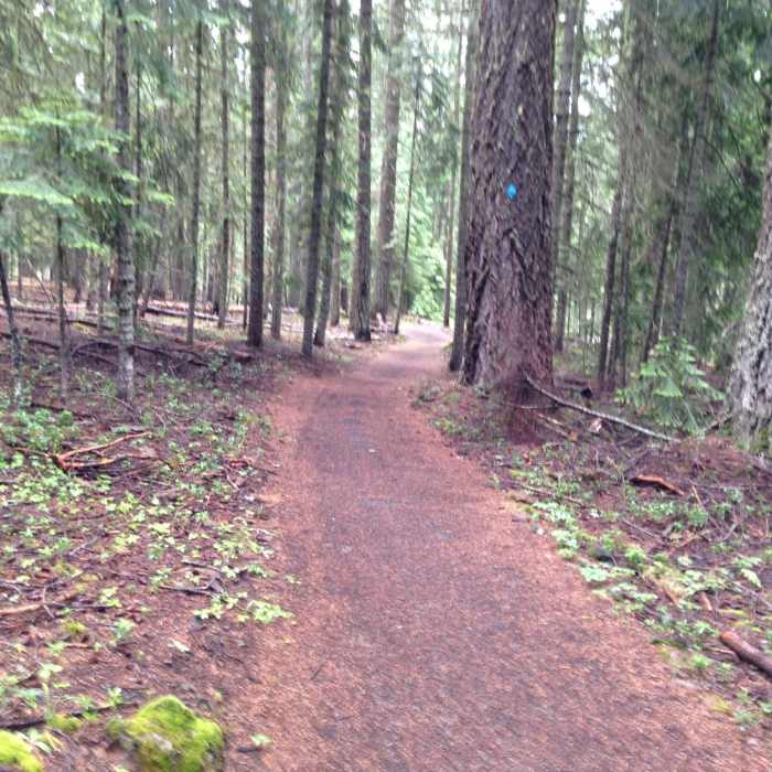 Near Brown Mountain Trail #1005