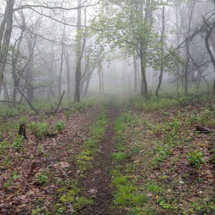 Near Lewis Spring Pumphouse Road