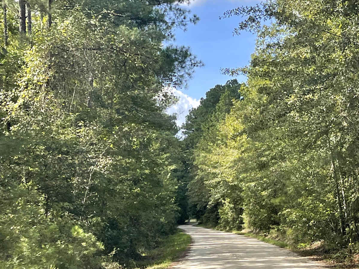 Lewis Swamp Road photo 3