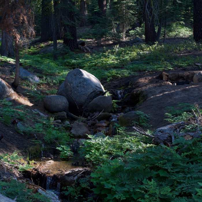 Near Lehamite Creek Trail