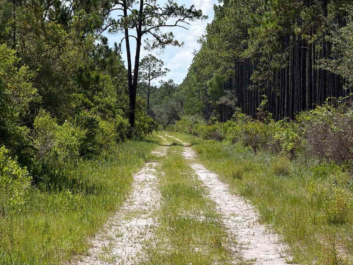 FS 179 trail photo