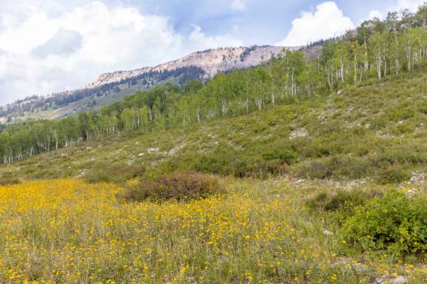 Giant Aspen Trail