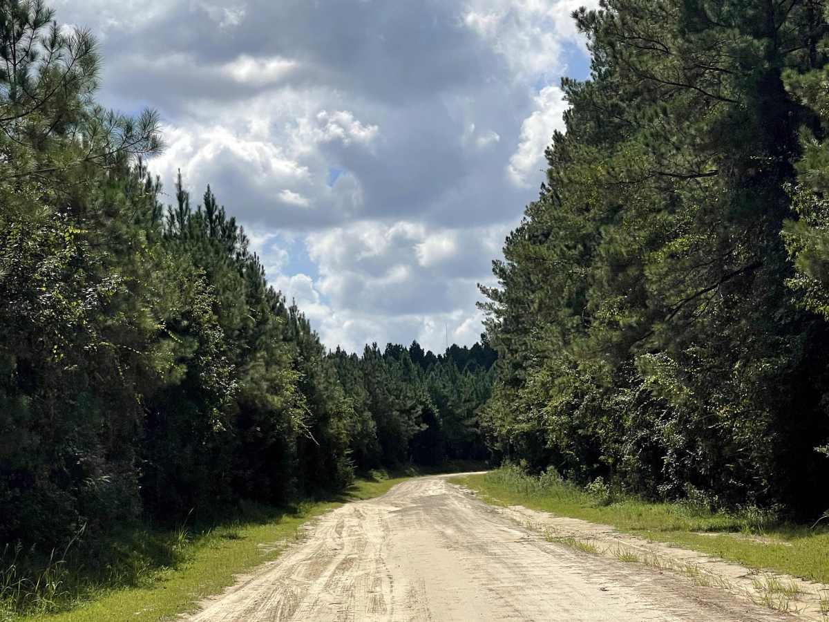 Lewis Swamp Road trail photo