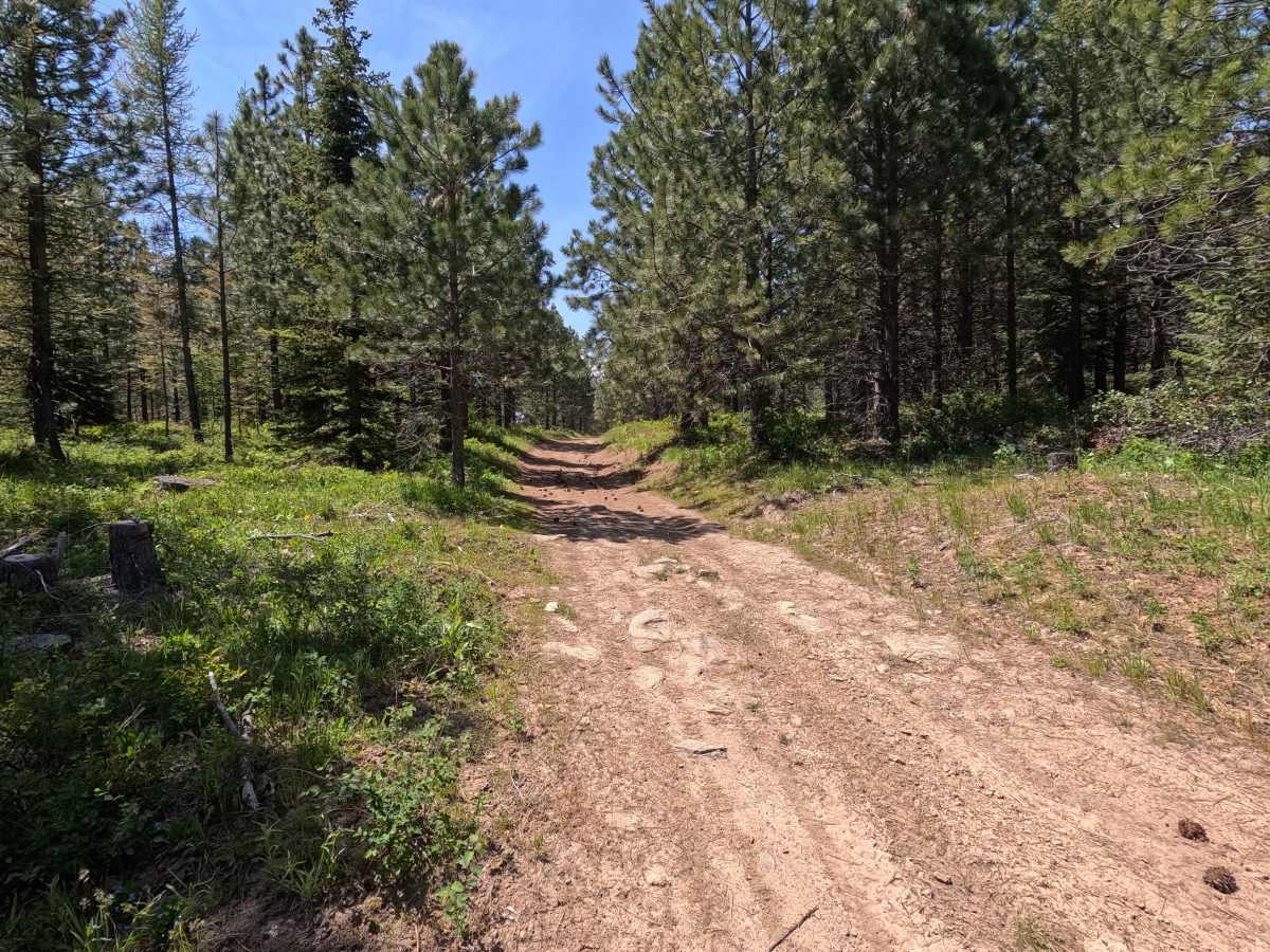 Hawk Eye - Trail 206 photo 6