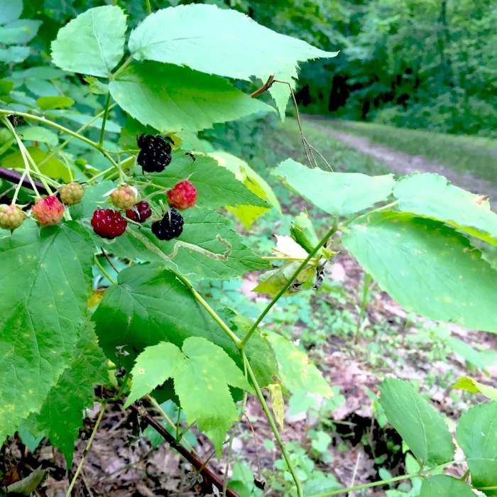 Near McBride Nature Recreation Loop
