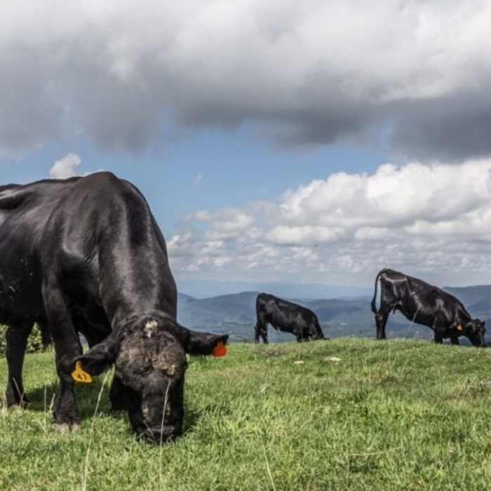 Meet the residents of Bearwallow Mountain! Near Bearwallow Mountain Trail