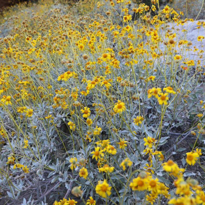 Near Mormon Trail to Hidden Valley