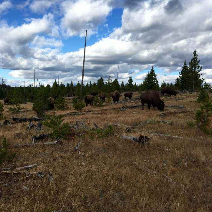 Near Sentinel Meadows Trail