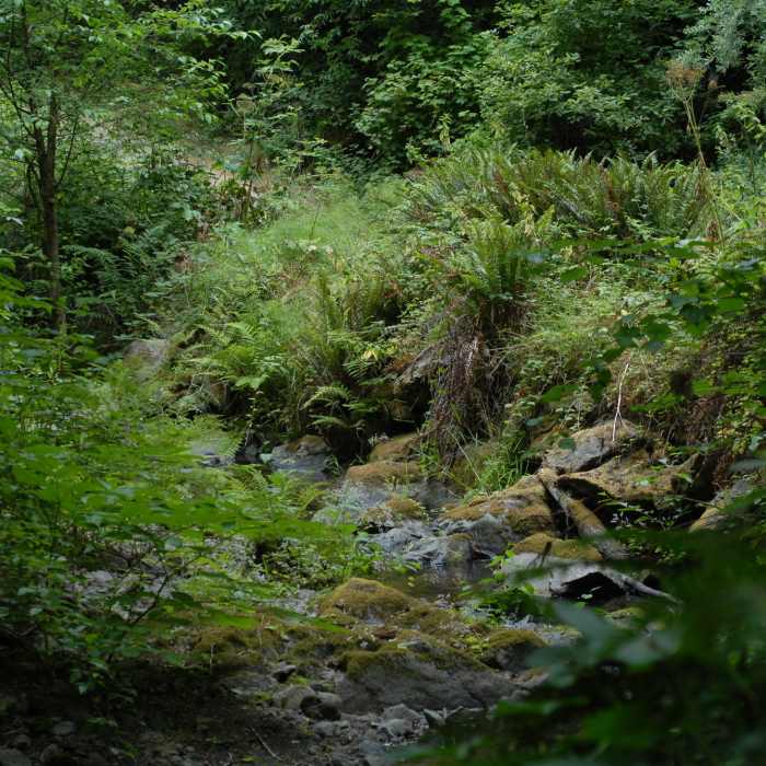Near Fern Canyon Scenic Trail