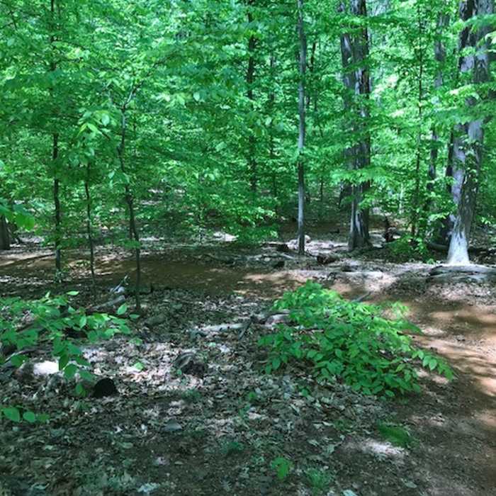 The trail winding downhill to a bridge Near Clayton Park Loop